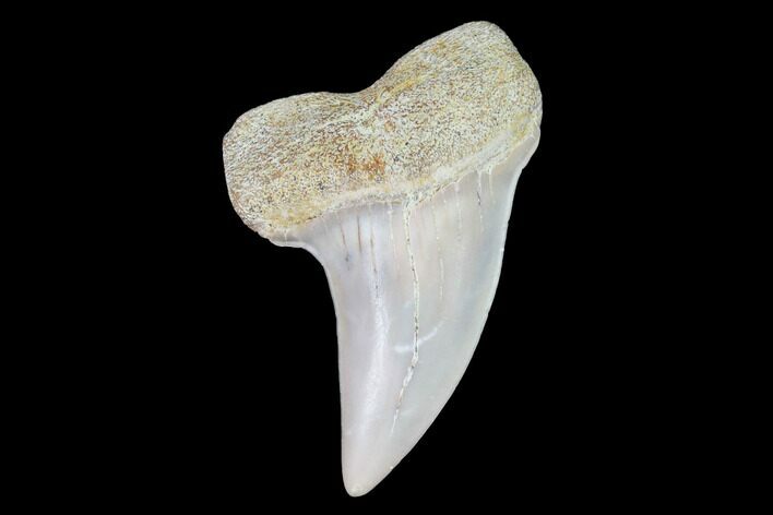 Mako Shark Tooth Fossil - Sharktooth Hill, CA #94661